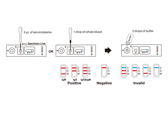 what is the antibody therapy for covid 19